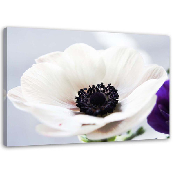 Ebern Designs Leinwandbild Weiße Anemone auf grauem Hintergrund Wayfair de